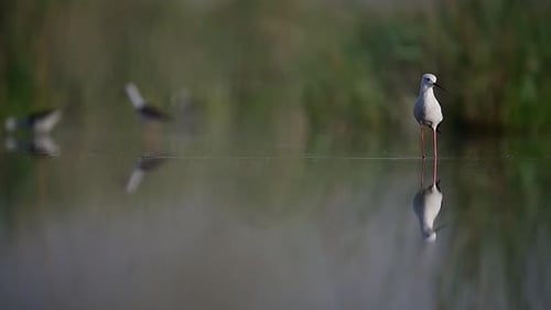 Black-winged Stilt standing on still water, showcasing reflection.