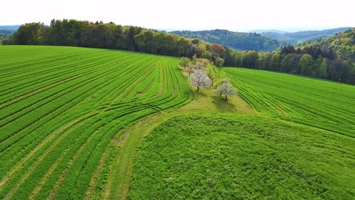 Ackerland mit grünen Feldern, Obstbäumen und Weiden in Waldnähe
