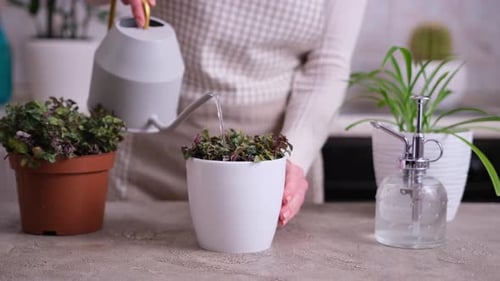 House Gardening Woman Watering of Callisia Repens Plant in a Pot at Home