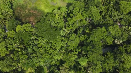 Tropical Forest Canopy In The Amazon - Aerial Top Down