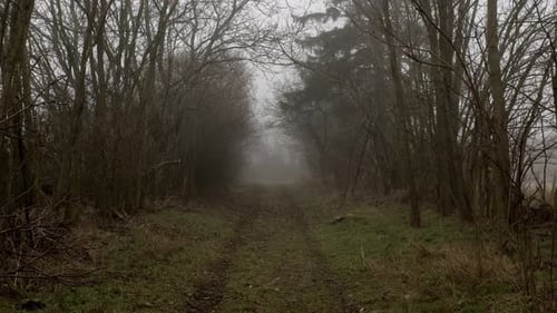 Eerie forest path in the mist, with smooth suspenseful movement.