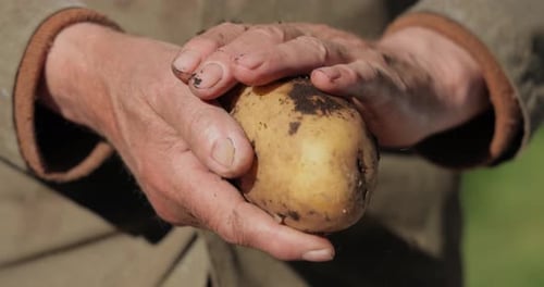 Adult Hands Cleaning Freshly Dug Potato