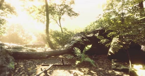 Lush Greenery Under Soft Sunlight in Vibrant Forest Landscape