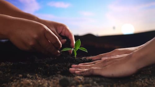 Close Up Of Farmer's Hands Helping Each Other Planting A Tree Sprout With Black Dirt Mud At The Farm