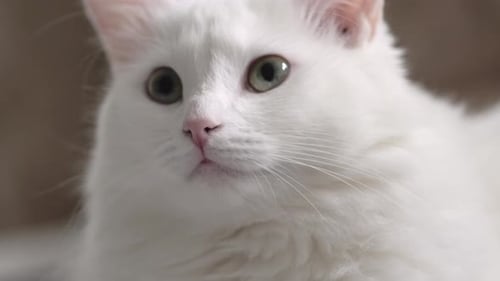 Cat Muzzle Closeup Green Eyes White Domestic Cat
