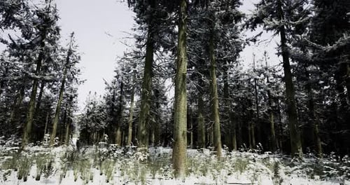 Snow Covered Forest with Tall Trees and a Serene Winter Atmosphere