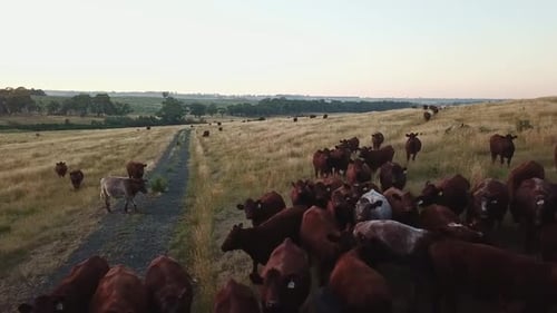 Close up drone footage of brown cows in a paddock, then rising up over the Upper Coliban reservoir,
