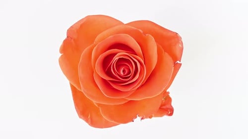 Bright Orange Rose Slowly Rotating on White Background