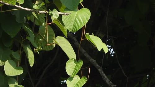 Beautiful green leaf plant and wind .