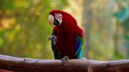 Un perroquet exotique multicolore nettoie ses pattes en observant les oiseaux