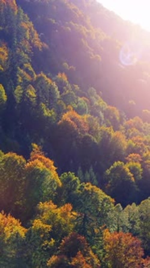Une vue aérienne époustouflante d'un paysage forestier automnal vibrant et coloré avec du feuillage