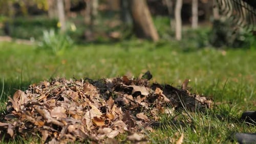 Autumn Leaves Gathered Rake