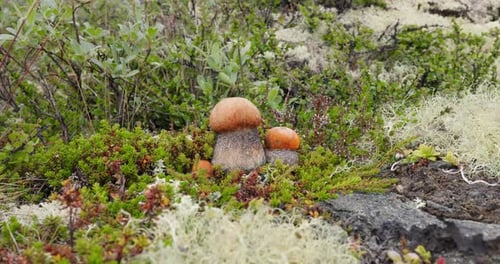 Beautiful boletus edulis mushroom in arctic tundra moss. White mushroom in Beautiful Nature Norway