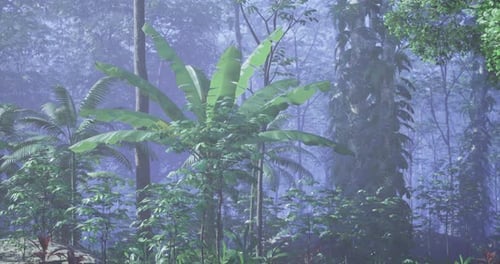 Lush Tropical Foggy Jungle Scene Animation