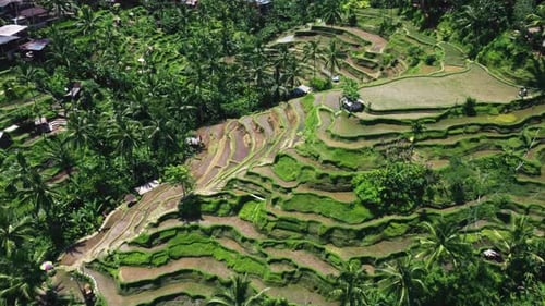 Drone footage of Tegallalang Rice Terrace in Bali capturing the iconic landscape. With lush green