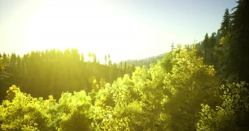La lumière du soleil illumine un paysage forestier luxuriant pendant l'heure dorée