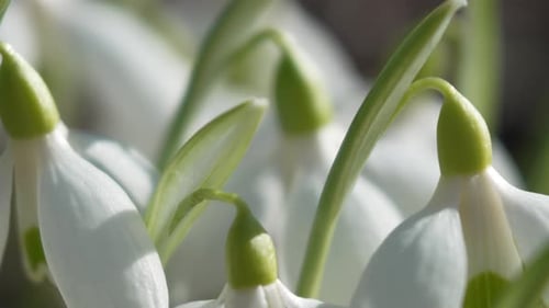Snowdrops Flower Spring White Snowdrops Bloom in Garden Early Spring Signaling End of Winter