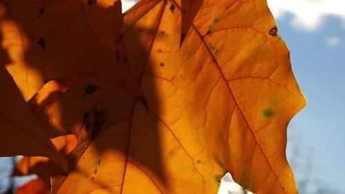 Nahaufnahme gelber Ahornblätter auf Ästen, die sich bei Sonnenuntergang sanft im Wind wiegen Üppiger Herbst