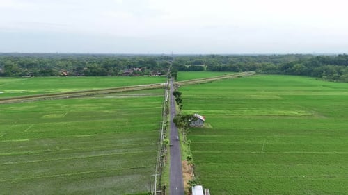 Aerial view of motorcycle crossing over country road in the middle of green rice fields.