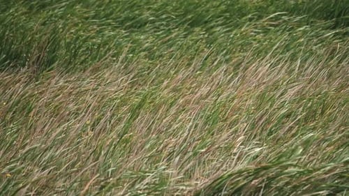 Grass Blowing Wildly in a Strong Wind