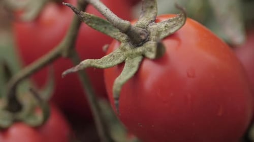 Close Up of Ripe Red Tomatoes on Vine