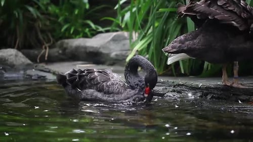 Zwei wunderschöne schwarze Schwäne schwimmen am Ufer eines Flusses, Teichs oder Sees. Nahaufnahme
.