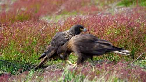 Gestreifte Caracaras ernähren die New Island Falklandinseln im Südatlantik.