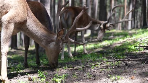 Deers Eating Their Forage In Forest Farm 2