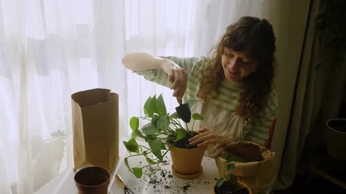Woman Repotting Pothos Plant at Home