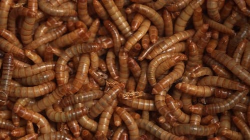 Mealworms en direct 26