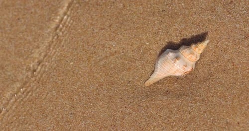 Single Spiral Sea Shell on Smooth Golden Sand Beach Background