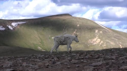 Mountain goat walking
