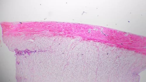 Dense Connective Tissue of Human Whole Mount Filmed Under Microscope 40x on Bright Field