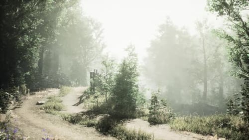 Mist Covered Path Through a Serene Forest During Early Morning Light