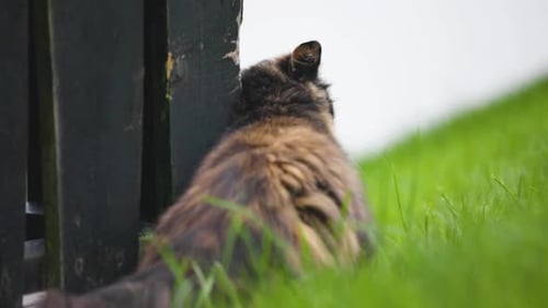 Un chat fait des griffes dans une clôture et fait demi-tour