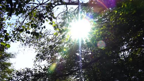 Sun rays flare through branches of big trees on bright sky in Autumn
