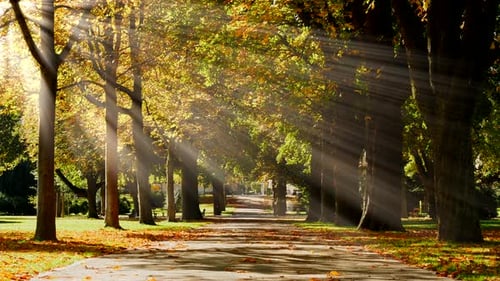 Sunbeams Shining Through Autumn Trees in the Park