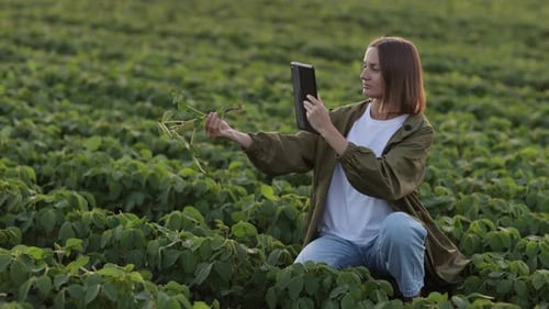 Female farmer with digital tablet examines lifestyle soybean plant, takes photo of leaves and roots
