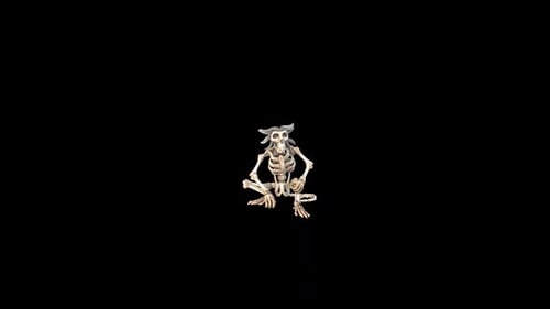 Animated 3D Skeleton Monkey Character Loop