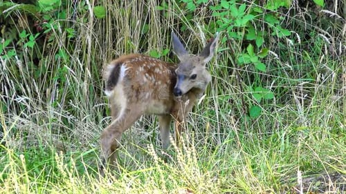 Fawn Grooming Itself in Grassy Field