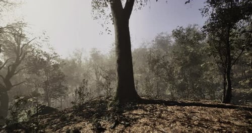 Sunlight Filters Through Trees in a Serene Forest at Dawn