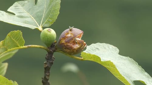 Imagens de insetos em frutas de figo