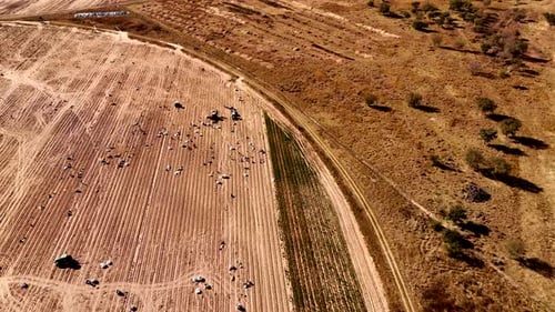 Agricultural on brown farm land after harvesting crop in countryside