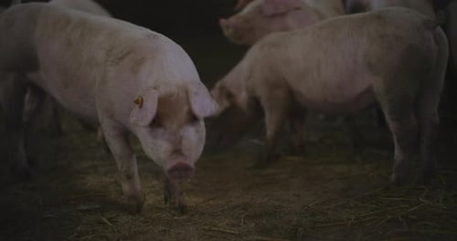 Pigs At Livestock Farm Group Of Piglets Swine Pigs on Livestock Farm Pig Farming