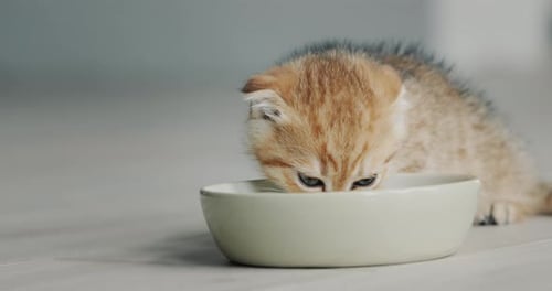 Adorable Kitten Drinks Milk from a White Bowl