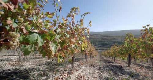 Grape Bushes That Grow in the Vineyards of the Winery