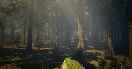 Mysterious Forest in Early Morning Light with Soft Mist and Shadows
