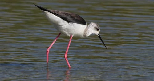 Schwarzflügelstelze (Himantopus himantopus), Camargue, Frankreich
