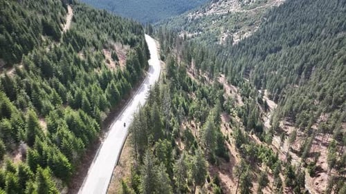Camera follows biker riding on winding mountain road through forest of coniferous trees, then camera