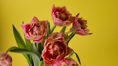 Close-Up Growing Big Bud Tulips Flowers and Green Petals. Detail Beautiful